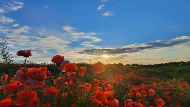 Выйду ночью в поле с конём 🐎