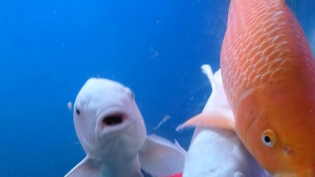 Карповые рыбы.