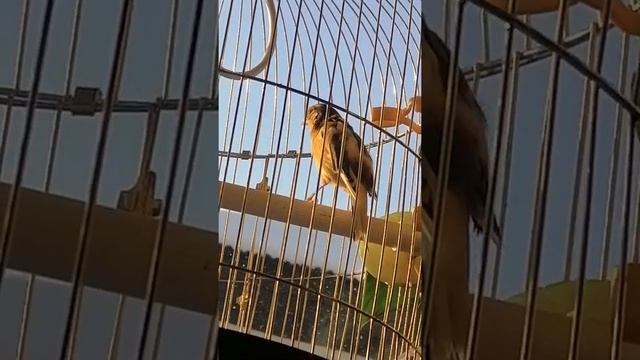 Кенар чистит перья смотреть онлайн