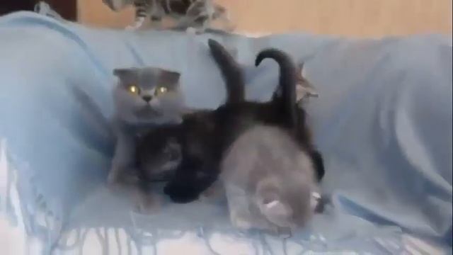 котятам 1,5 месяца смотреть онлайн