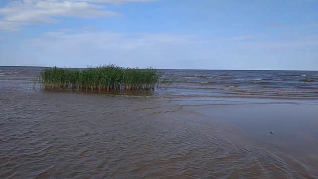 Коккоревский заказник смотреть онлайн