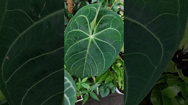 ANTHURIUM MAGNIFICUM VS ANTHURIUM CRYSTALLINUM смотреть онлайн