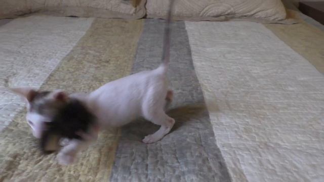 CORNISH REX. Male - color chocolate with white. Малыш породы Корниш рекс (шоколадный с белым). смотреть онлайн