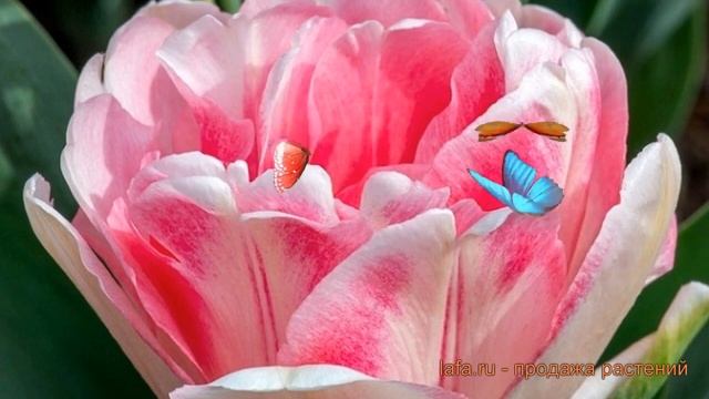 Тюльпан махровый Фокстрот (tulipa foxtrot) ? Фокстрот обзор: как сажать, луковицы тюльпаны Фокстрот смотреть онлайн