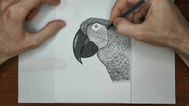 Рисую попугая смотреть онлайн