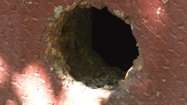 От укусов блох страдают жители дома на улице Короленко смотреть онлайн