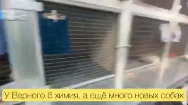 Один день из жизни Центра "Питомец" смотреть онлайн