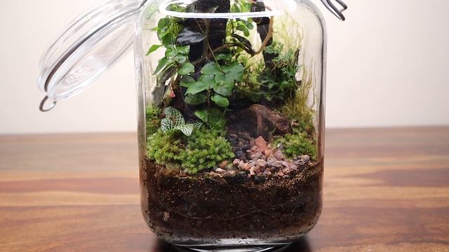How to care for and restore a terrarium смотреть онлайн