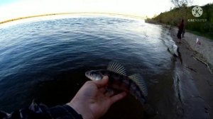 Береговая рыбалка в Саратове. В первый день нерестового запрета.