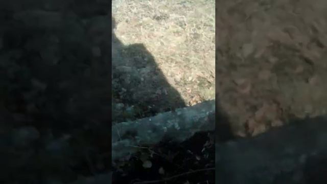 правильно вызывать гномика исполняющего желания смотреть онлайн