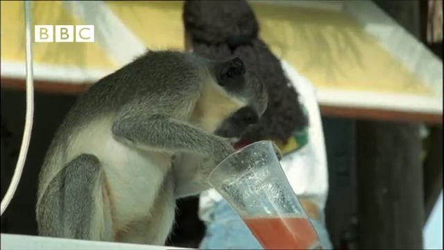 Drunk Monkeys Fail - Weird Nature смотреть онлайн
