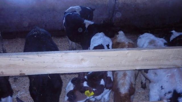 Животные, коровы, свиньи, содержание животных, содержание свиней, содержание коров