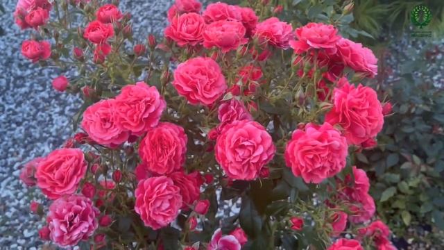 Победительница международного конкурса роз в Чехии - Черри Гёрл (Cherry Girl). смотреть онлайн