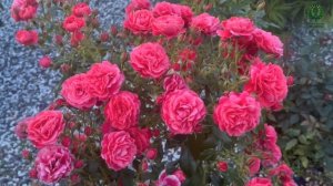 Победительница международного конкурса роз в Чехии - Черри Гёрл (Cherry Girl).