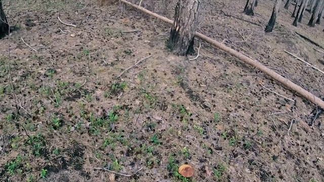 Клип про грибы смотреть онлайн