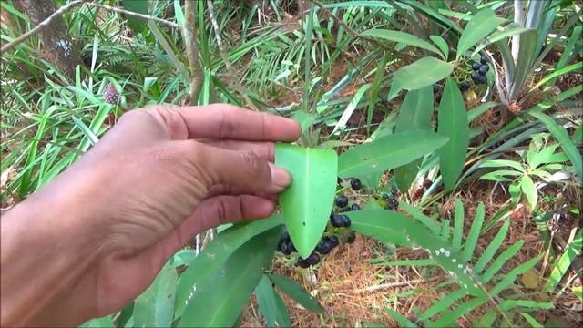 Shoebutton ardisia (Ardisia elliptica) смотреть онлайн