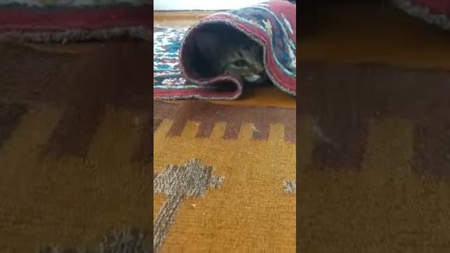 коту холодно:-D смотреть онлайн