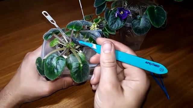 Погибла точка роста у фиалки. В чем причина, и что делать дальше? смотреть онлайн