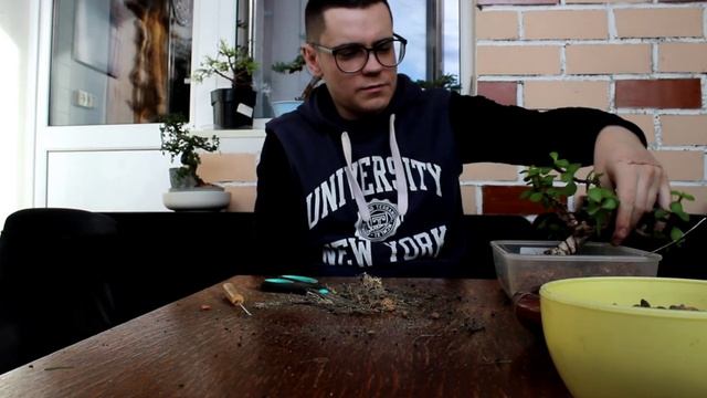 ПЕРЕСАДКА БОНСАЙ - ПОРТУЛАКАРИЯ АФРИКАНСКАЯ (2019) смотреть онлайн