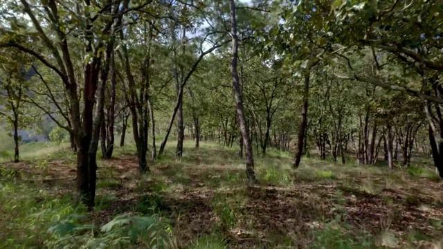 Таинственный лес. смотреть онлайн