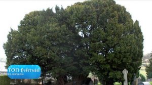 Деревья долгожители