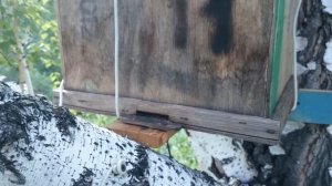 ЛОВЛЯ РОЕВ сезон 2/2 серия - ЛОВЛЯ БРОДЯЧИХ РОЕВ - catcher bee swarms