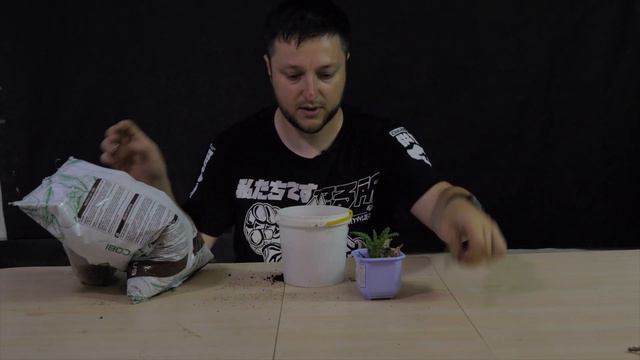 Як посадити ананас вдома смотреть онлайн