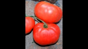 Обзор сорта помидора томата "Розовый слон" (характеристики, свойства, фото)