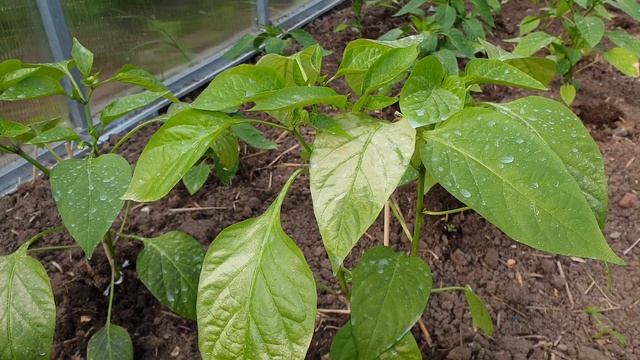 Что не так с рассадой перца? Листья после высадки в теплицу стали белеть. Что делать? смотреть онлайн