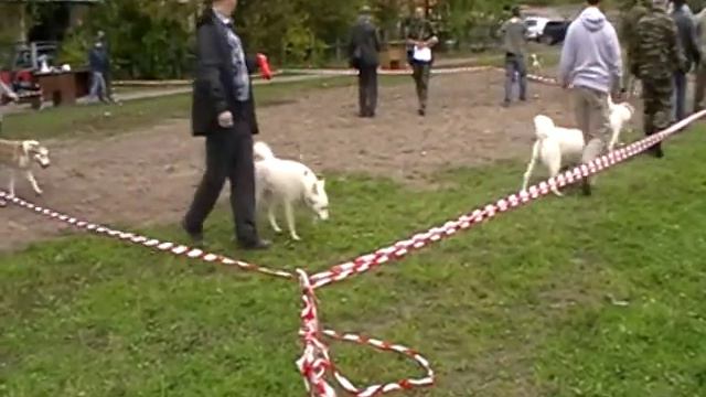 Ринг ЗСЛ. Суки. Все возрастные группы смотреть онлайн