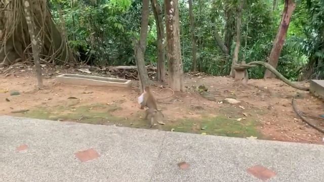 Обезьяна напала на человека в Тайланде смотреть онлайн