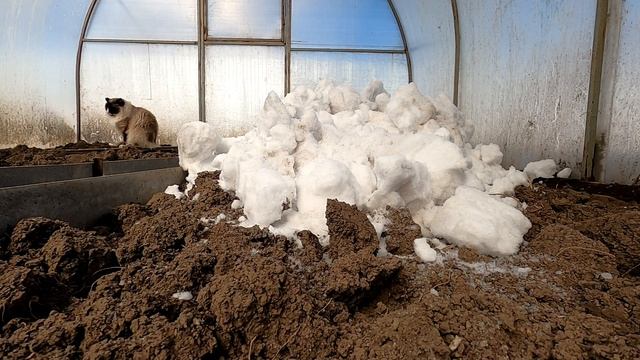 ВлОжИк !! Глаза Боятся Руки Делают . Снег в теплицу ? смотреть онлайн