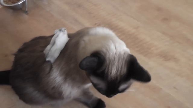 Хомяк катается на кошке Симке / The hamster is riding on the Cat смотреть онлайн