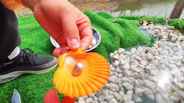 Unbelievable! I Found Huge Blue Pearls From Scallops.