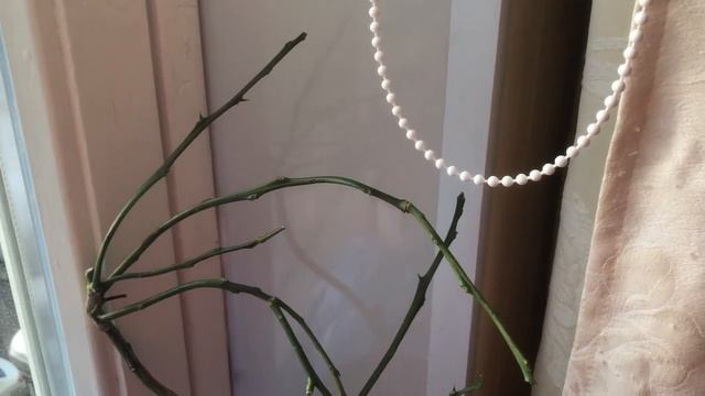 Реанимация лимона без листьев. смотреть онлайн