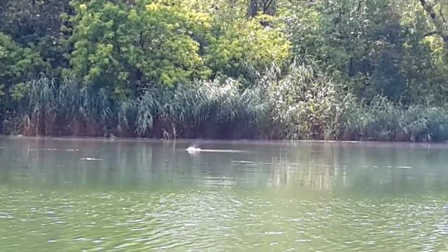 Parcul la Izvor, Sculeanca, Calea Iesilor. смотреть онлайн