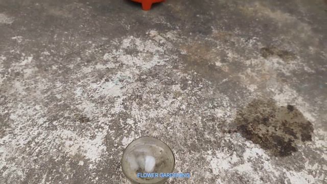 Solving the problem of yellow leaves on rose plant in February || How to use ice water on rose plan смотреть онлайн