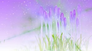 Футаж. Цветы на снегу 7