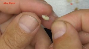 Как правильно насадить Перловку на крючок\ 2 способа /ловим на перловку Белую рыбу