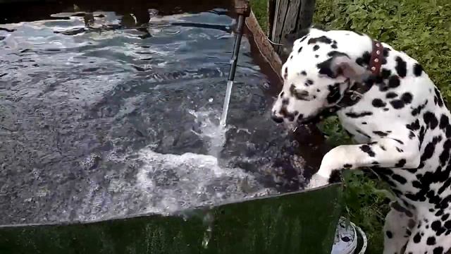 Сабаки,далматин:Арни пьёт воду.