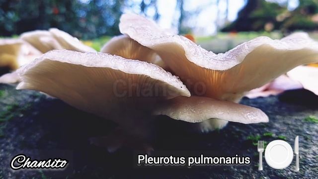 Pleurotus pulmonarius em Novembro смотреть онлайн