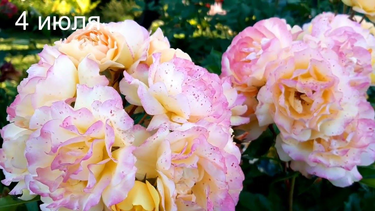 ЛАМПИОН смотреть онлайн