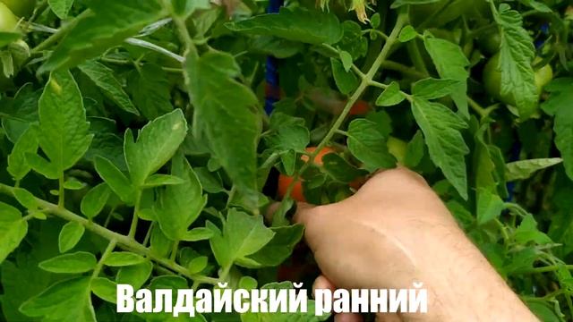 Микрообзор сорта томата Валдайский ранний (ОГ, г Калуга) смотреть онлайн