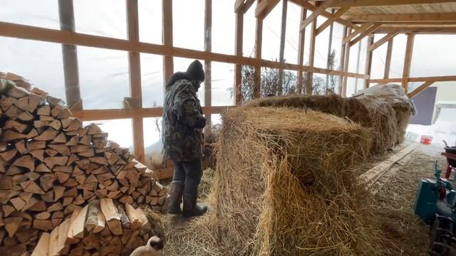 СПАСЛИ КОШКУ В ПОСЛЕДНИЙ МОМЕНТ! ЖИЗНЬ В РУССКОЙ ГЛУБИНКЕ! МОЛОДАЯ ФЕРМА! НАКОНЕЦ-ТО СЫР? смотреть онлайн