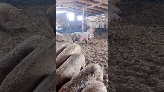 Присматриваем ) смотреть онлайн