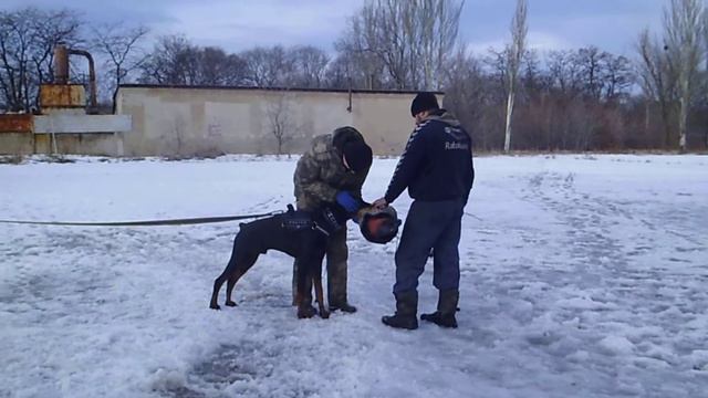 доберман Хэт .тренинг 24,01,21 . Горловка смотреть онлайн