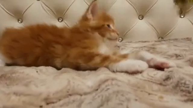 №2686D кот Мейн-кун Красный мрамор с белым (d 22 09) 1,5 мес. смотреть онлайн