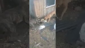 ЖЕСТЬ СОБАКИ ПОЙМАЛИ ЛИСУ И РАЗОРВАЛИ ЕЕ!!!