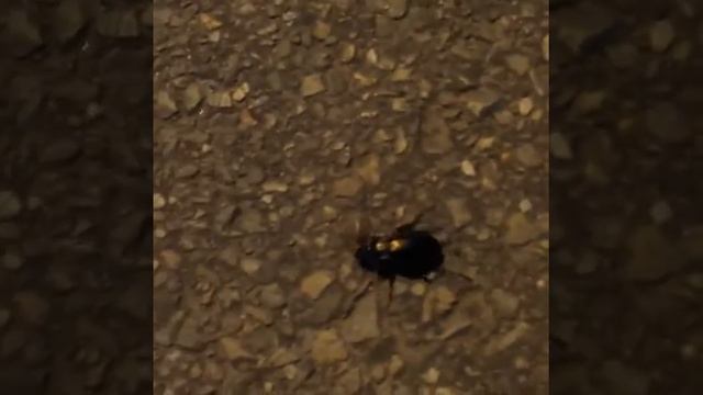 Жук на тротуаре (Рига, ул.Бривибас, остановка "ул. Структору", 04.05.2016) смотреть онлайн