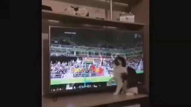 Лучшие подборки,ржака до упала😀😁😂😀😁😂☺ смотреть онлайн